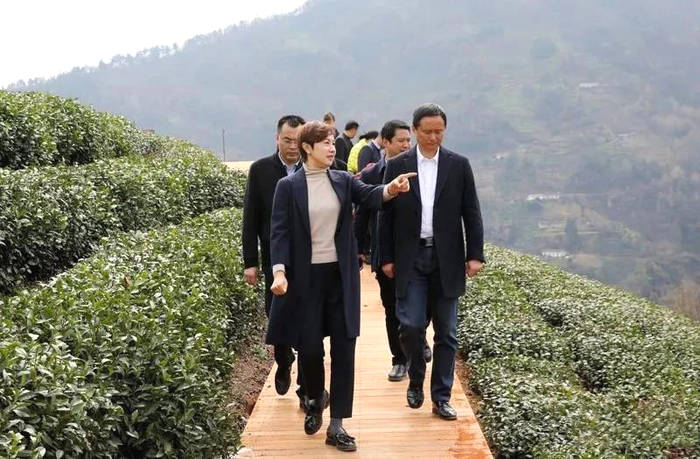 关于陈莲督导检查“春之茶”开茶季活动筹备情况的最新资讯