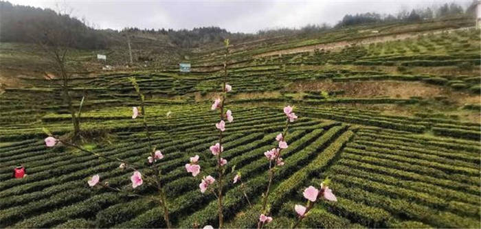 有关于四川泸州古蔺：以“茶”为媒，生态颜值变经济价值的新闻