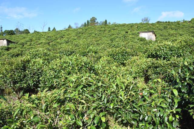 有关于“十四五”云茶要如何发展？ 努力实现产业综合产值翻番的最新信息