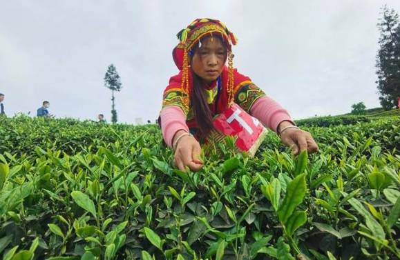 关于四川宜宾第二届茶产业职工职业技能大赛举行的热门新闻