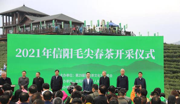 有关于2021年信阳毛尖春茶进入全面开采期 生产大幕被正式拉开的资讯