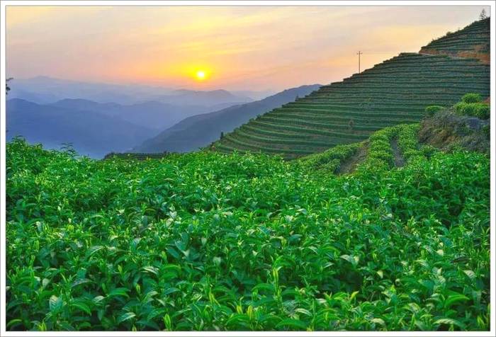 关于狠抓品质 提升品牌，寿宁高山红茶摘得“金质奖章”的热门消息(3)