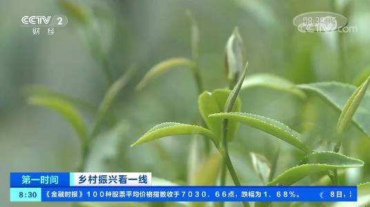 有关于一碗油茶致富上万瑶族茶农 茶叶产值达1.16亿元的热门资讯(2)