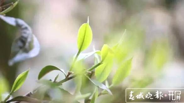 有关于冰岛古树春茶暂未大面积开采，毛茶价格约37000-38000元/公斤的资讯