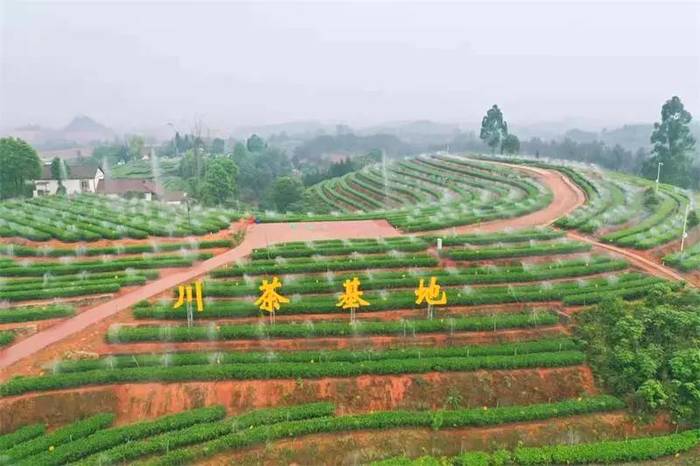 有关于川茶集团拥抱5G时代，“茶+科技”助力乡村振兴的热门资讯(2)