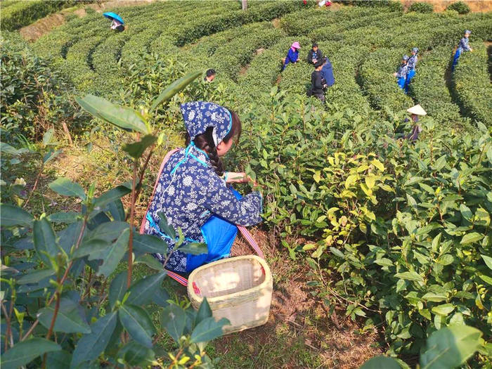 有关于江西遂川：采茶姑娘是茶园内一道靓丽的风景线的新闻(9)