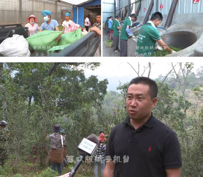 有关于倚邦茶山：春茶丰产采收忙 品质优良价格稳中有升的最新消息(3)