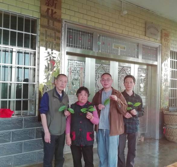 关于新化古茶树：金凤竹林大叶50厘米母树再现的热门资讯(16)