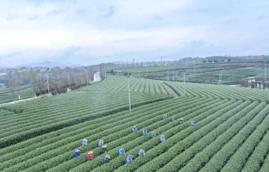 关于浙江嵊州：百余个新品种春茶将陆续开始采摘的信息(2)