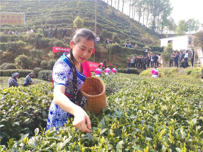 有关于江西遂川：采茶姑娘是茶园内一道靓丽的风景线的新闻(8)