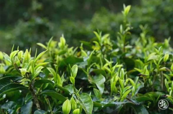 有关于云南各地春茶开采 一片茶叶成就一个绿色产业的最新信息(19)