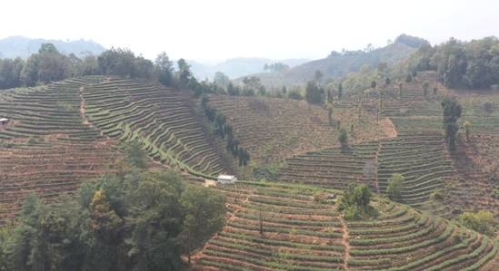 关于云南昌宁:第一批春茶上市 茶价上涨茶农乐的热门新闻(4)