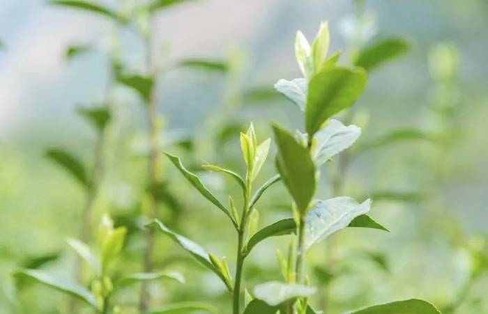 关于2021洞庭碧螺春茶上市时间、价格、产量的热门新闻(2)