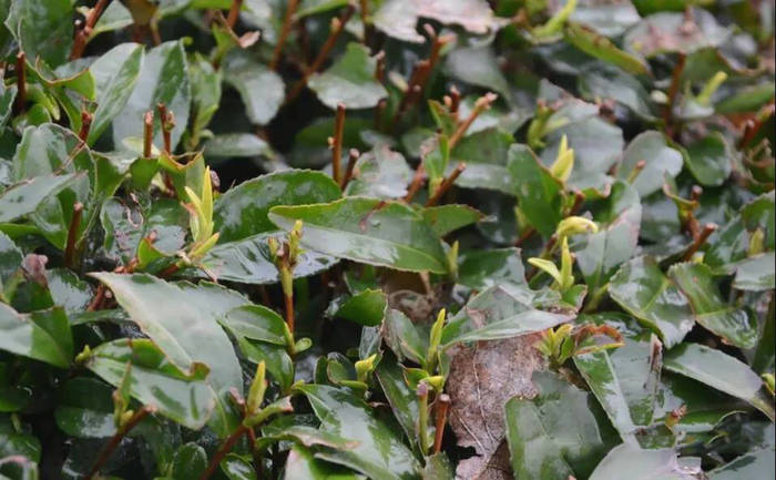 有关于清明节前两日，日照绿茶产区迎来了一轮降温降水天气的新闻(2)