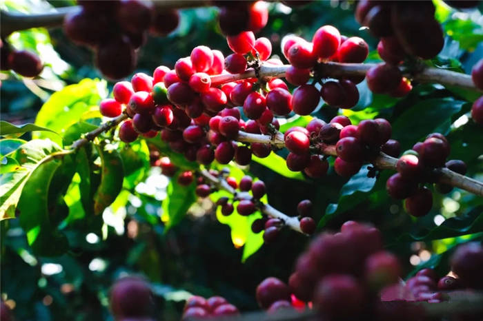 有关于《中欧地理标志协定》生效 云南4个地标纳入互认互保范围的热门新闻