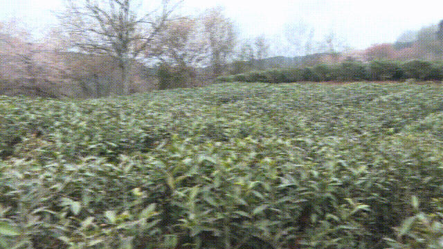 关于四川剑阁县:开采!春暖茶飘香 剑门山区茶农采茶忙的资讯(1)