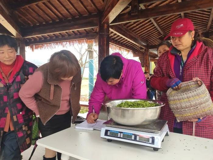 有关于浙江开化：茶香季 致富季 池淮茶青交易市场正式开市啦！的信息(4)