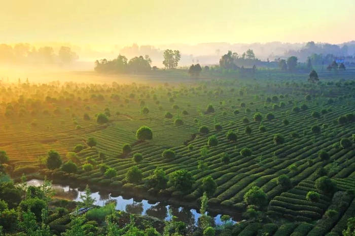 关于坐拥万亩茶田,来四川雅安解锁春日限定耍法的最新信息(26)