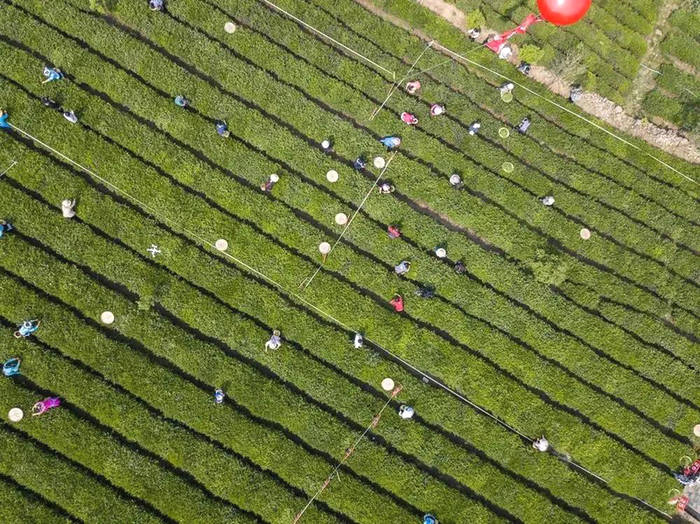 有关于胡继承在2021年全省采茶技能竞赛作大赛情况通报的热门消息(8)