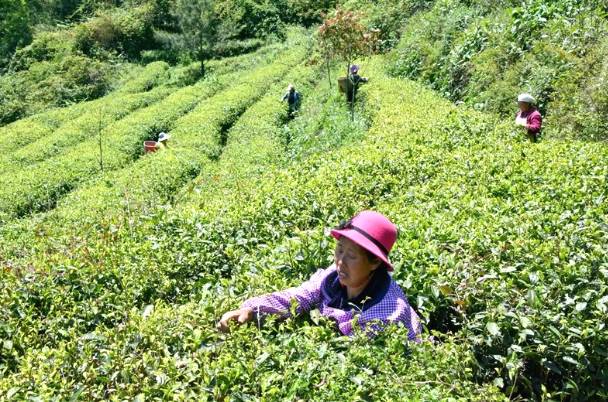 有关于黔西南35万亩春茶迎来采收季 茶农采茶忙的热门消息