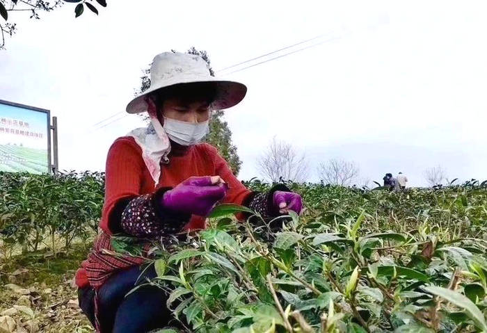 关于四川雅安：聚焦“一绿一黑” 实施单品突破的信息(1)