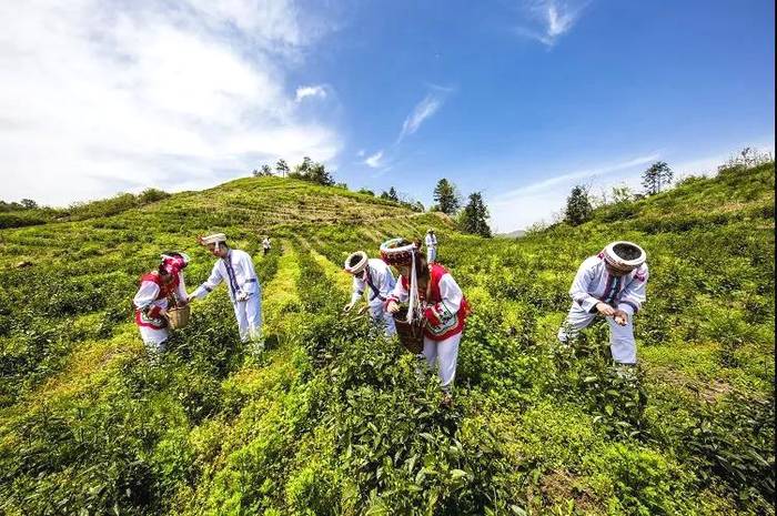 关于“晒怏焙干”，打造张家界又一闪亮名片——桑植白茶的热门资讯(7)