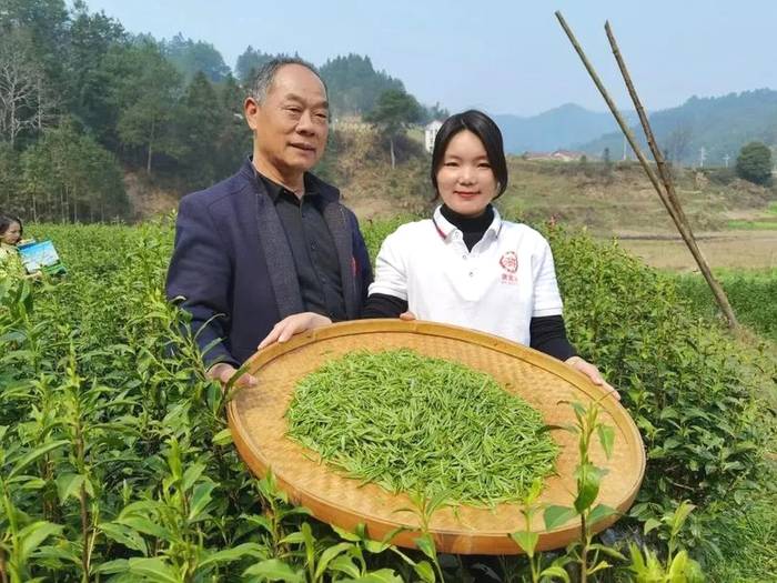 有关于2021年春茶已开采！各茶区绿茶采摘时间汇总的最新资讯(6)