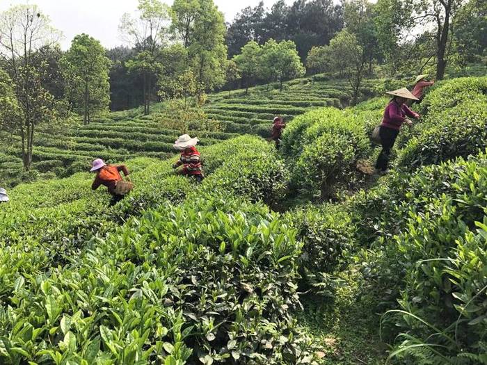 有关于胡继承在2021年全省采茶技能竞赛作大赛情况通报的热门消息(10)