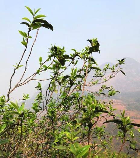 有关于冰岛古树春茶暂未大面积开采，毛茶价格约37000-38000元/公斤的资讯(3)