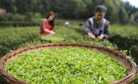 有关于黔西谷里镇：茶园每天能出新鲜茶青上百斤的资讯(1)