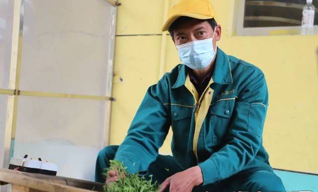 有关于秦岭山水润春茶 陕西镇安10万亩象园茶新鲜上市的热门信息(5)