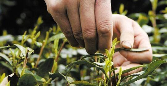 关于龙井春茶上市在即,业内专家称今年产量将高于去年的最新信息