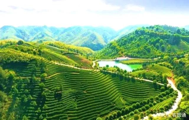 有关于浙江武义:做好“茶文章” 茶旅联姻富乡民的最新信息