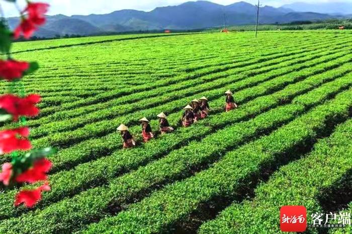 关于海垦旗下白沙绿茶生态茶园获评“中国茶产业T20最美生态茶园”称号的新闻