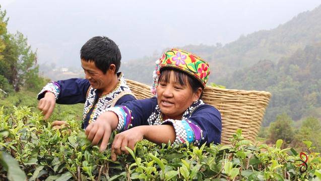 关于云南新平：双手采茶迎丰收舞出致富“黄金叶”的资讯(1)