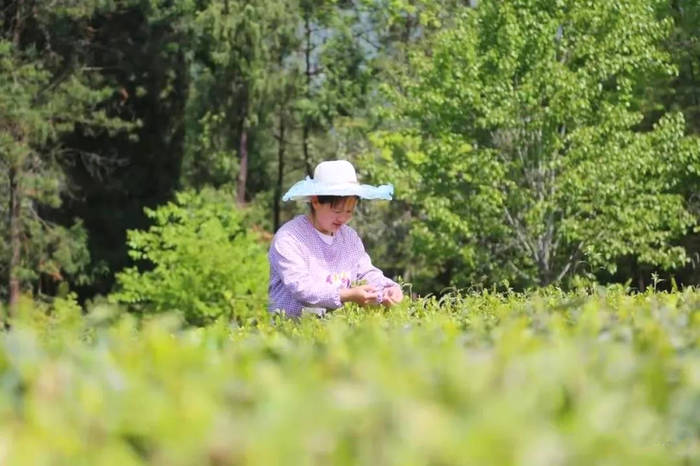 有关于通过三个案例看陕西茶产业在脱贫攻坚中发挥的重要作用的最新信息(10)
