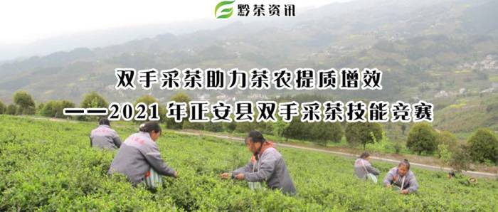 有关于2021年正安县双手采茶技能竞赛,双手采茶助力茶农提质增效的新闻