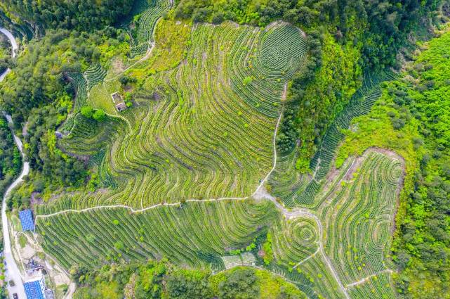 有关于景宁梧桐乡生态茶园提质增效助推富农强村的热门资讯