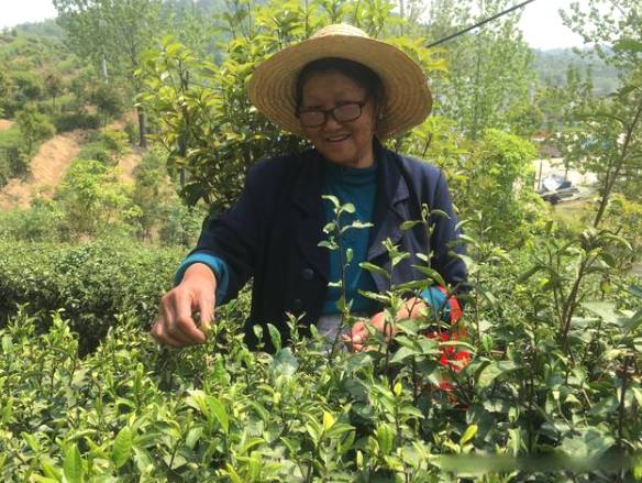 有关于信阳平桥太平山 茶叶总产值达到3.6亿元的热门信息(1)