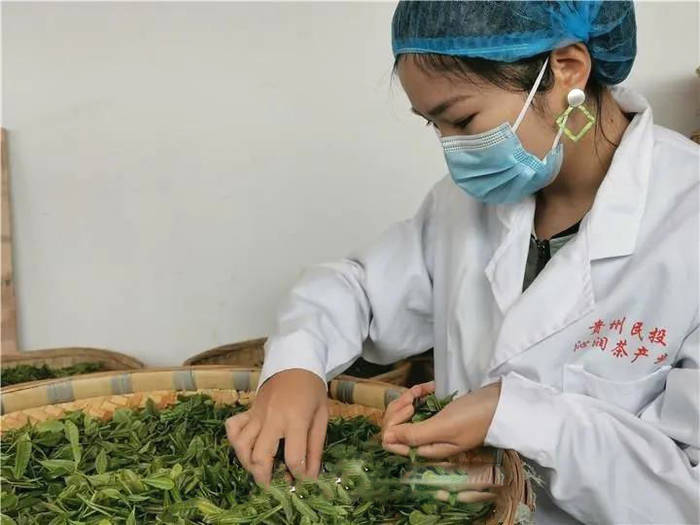 有关于央视聚焦中华茶博园：生态和产业美美与共的信息(3)