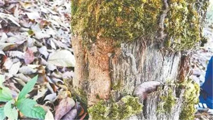 关于一周茶事 | 南北茶叶随国际货列香飘“一带一路”；茶业“国展”有新规划的新闻(1)