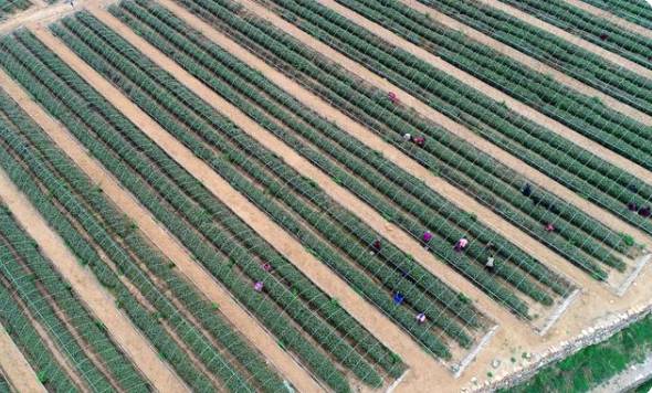 关于石家庄太行山茶叶陆续开采 茶叶种植成增收致富支柱产业的热门新闻(5)