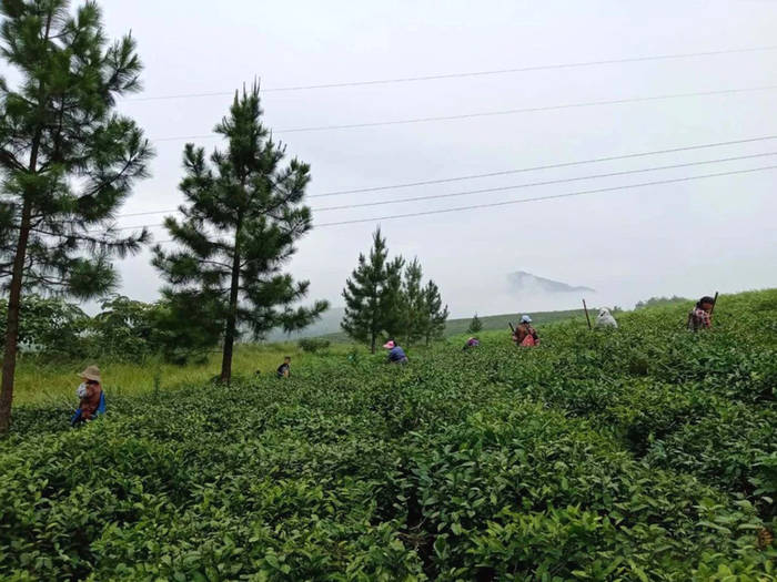 有关于四川省茶叶行业协会一行调研广安茶产业发展规划的最新资讯(3)