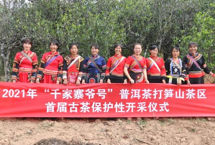 有关于镇沅：“千家寨爷号”普洱茶 “四爷”打笋山茶区开采的最新信息