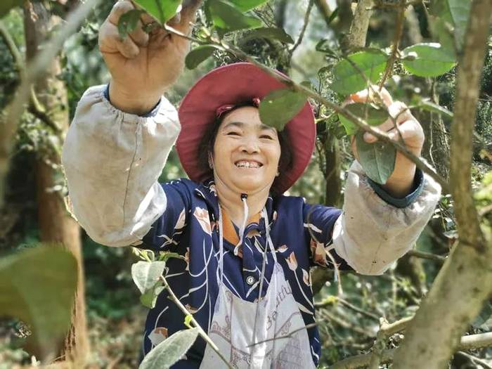 有关于从卖茶叶到卖风景：贵安新区开启“茶旅结合”转型路的热门资讯(4)