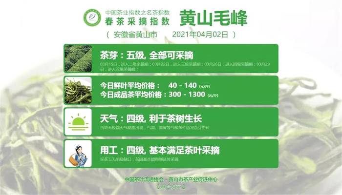 有关于六安瓜片开采啦，附其它知名茶叶的采摘指数的新闻(5)