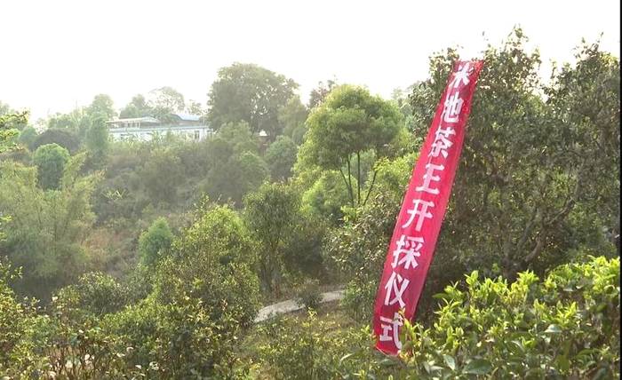 有关于墨江米地古树茶开采 拍卖所得28万元全部捐赠的最新信息(1)