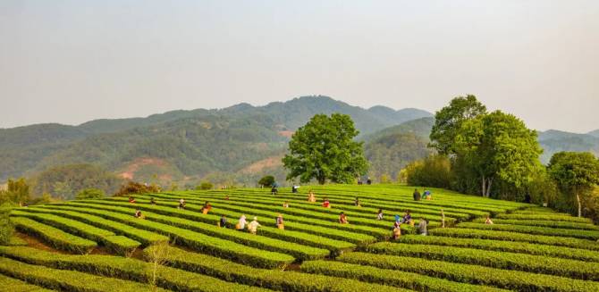关于三月春光好采茶 宁洱20余万亩现代生态茶园进入采摘期的最新信息(20)