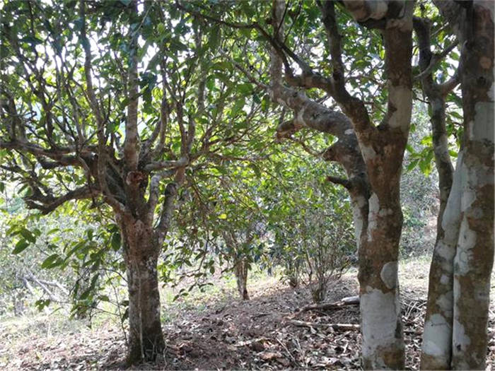 关于2020年各类茶出口普遍下降 两会代表委员热议天价茶 西湖龙井12日开采的资讯(3)