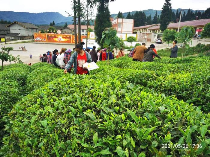 关于蒙山茶传统制作技艺非遗传承人向世全 培训雅安市荥经县专项能力名优绿茶加工培训班学员的最新资讯(1)